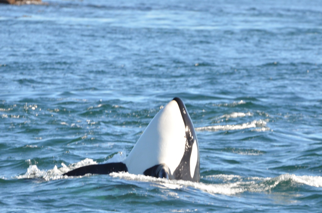 Orcas Island Imagery Orcas Art